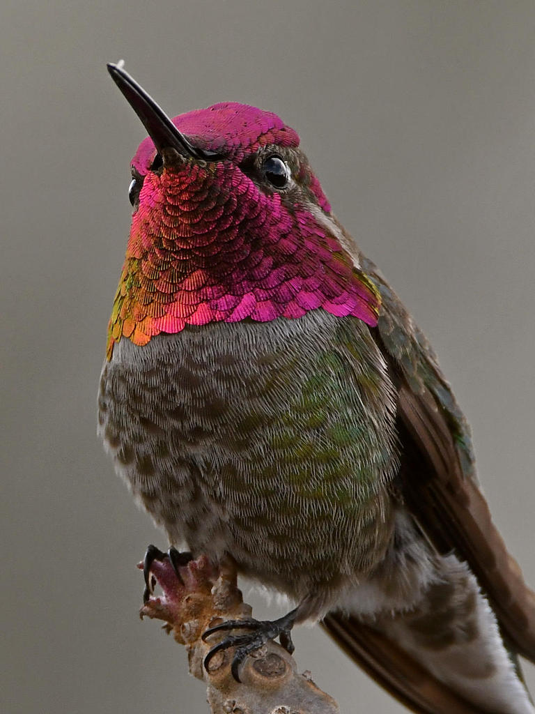 Hummer30.jpg