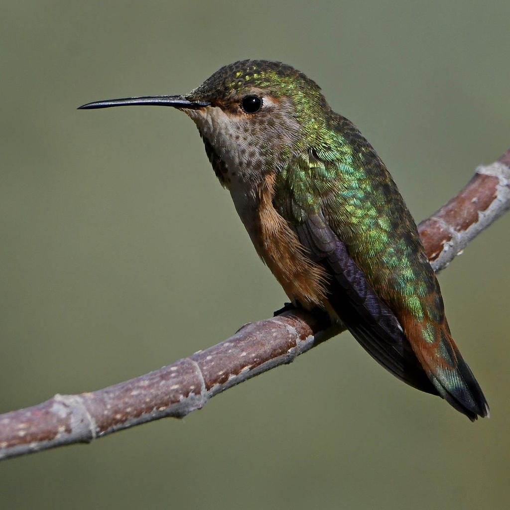 Hummer30.jpg