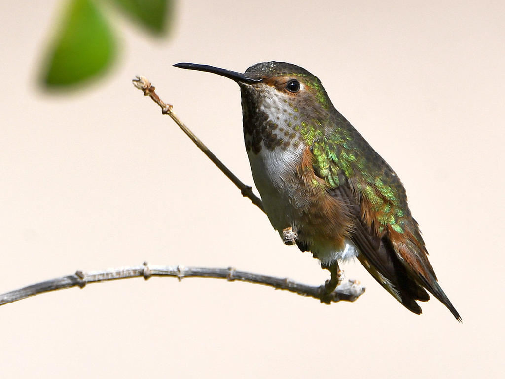 Hummer30.jpg