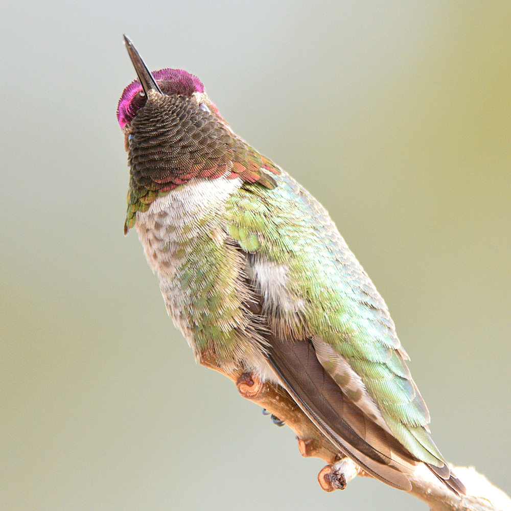 Hummer31.jpg