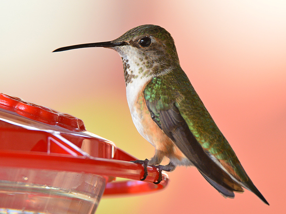 Hummer31.jpg