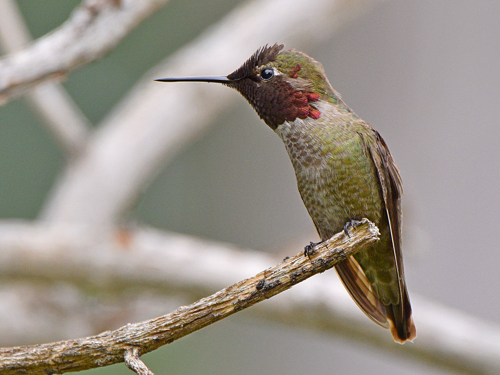 Hummer31.jpg