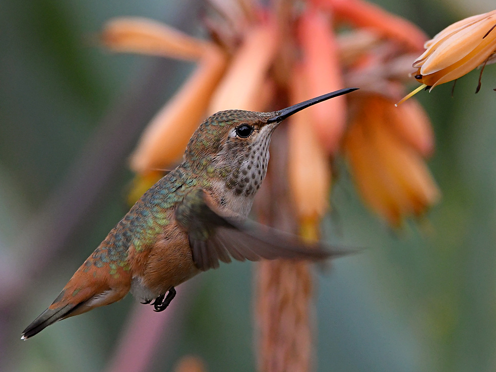 Hummer31.jpg