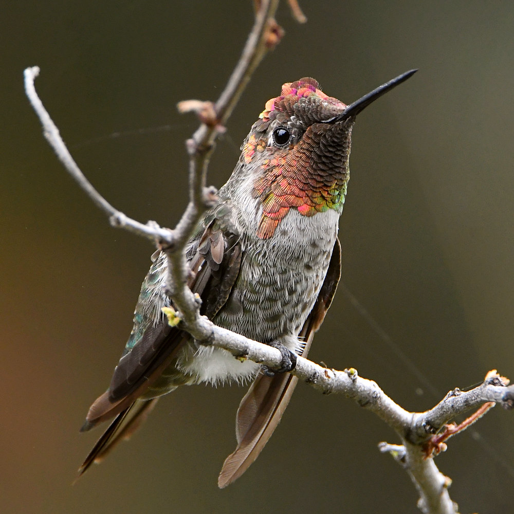 Hummer31.jpg