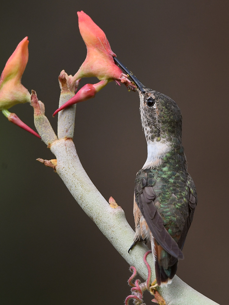 Hummer31.jpg