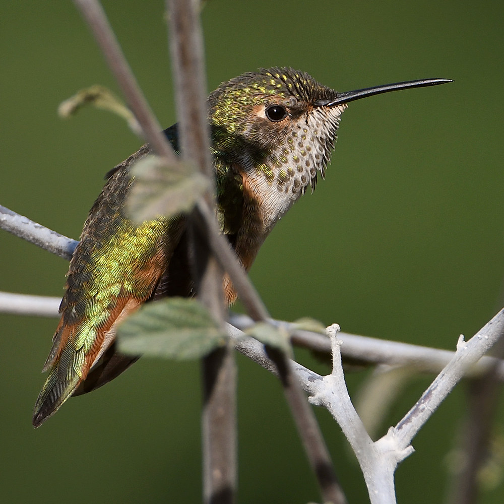 Hummer31.jpg