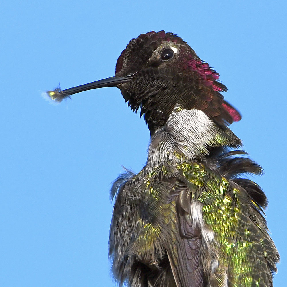 Hummer31.jpg