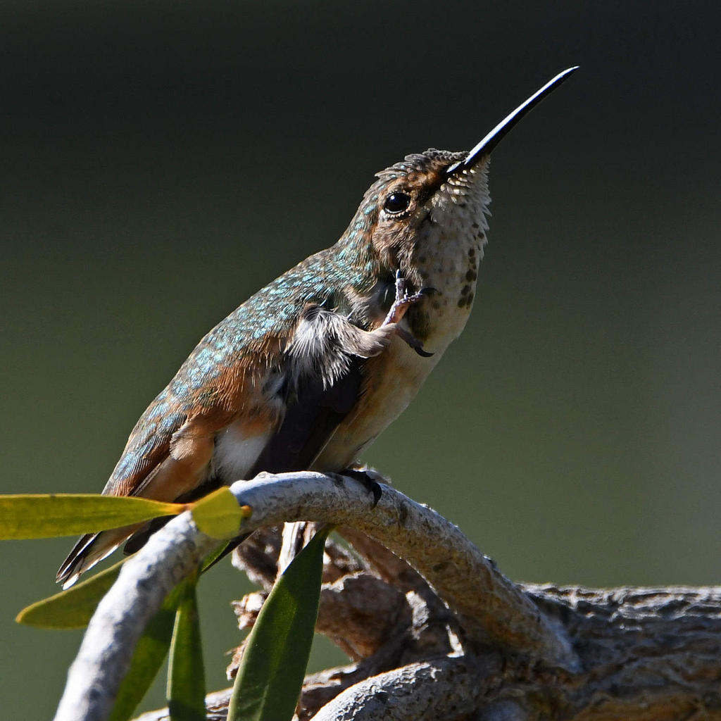 Hummer31.jpg