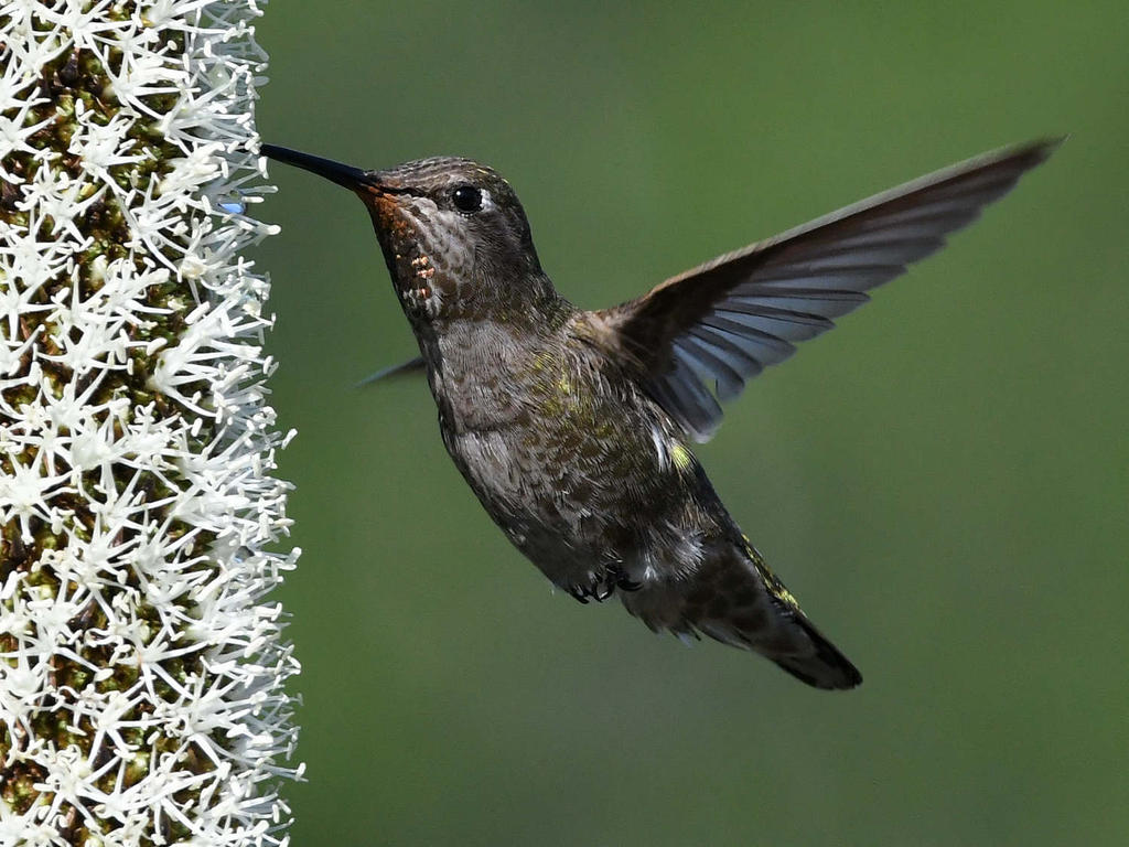 Hummer31.jpg