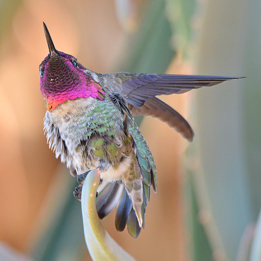 Hummer32.jpg