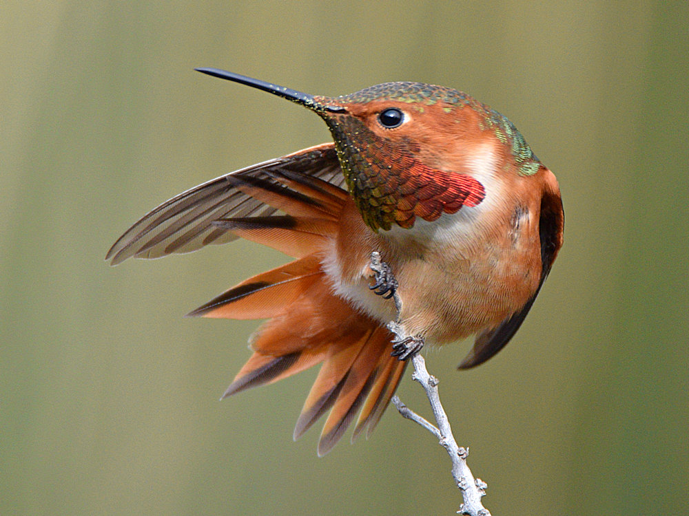 Hummer32.jpg