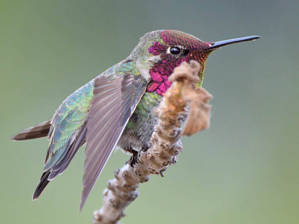 Hummer32.jpg