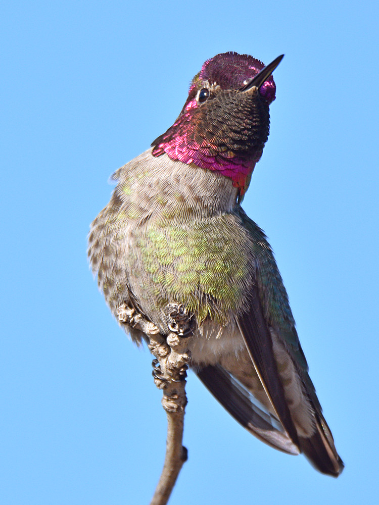 Hummer32.jpg