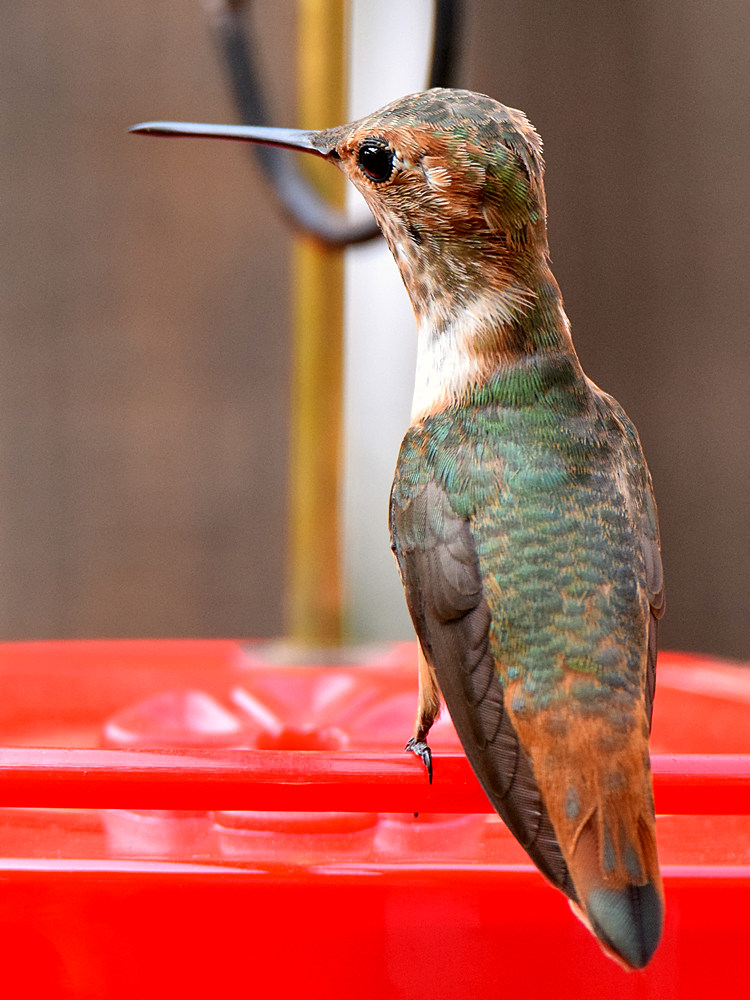 Hummer32.jpg