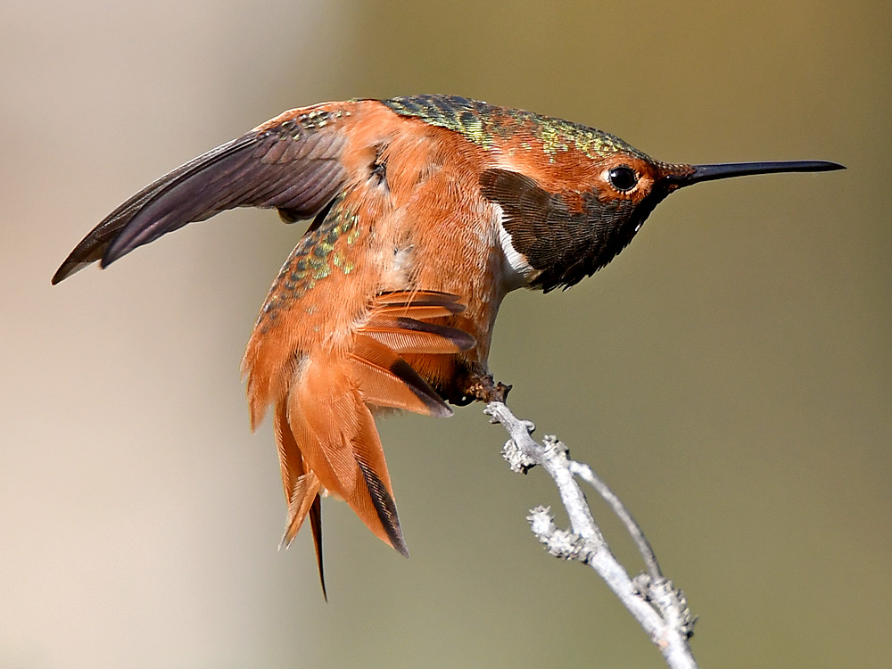 Hummer32.jpg