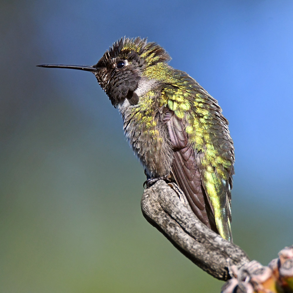 Hummer32.jpg