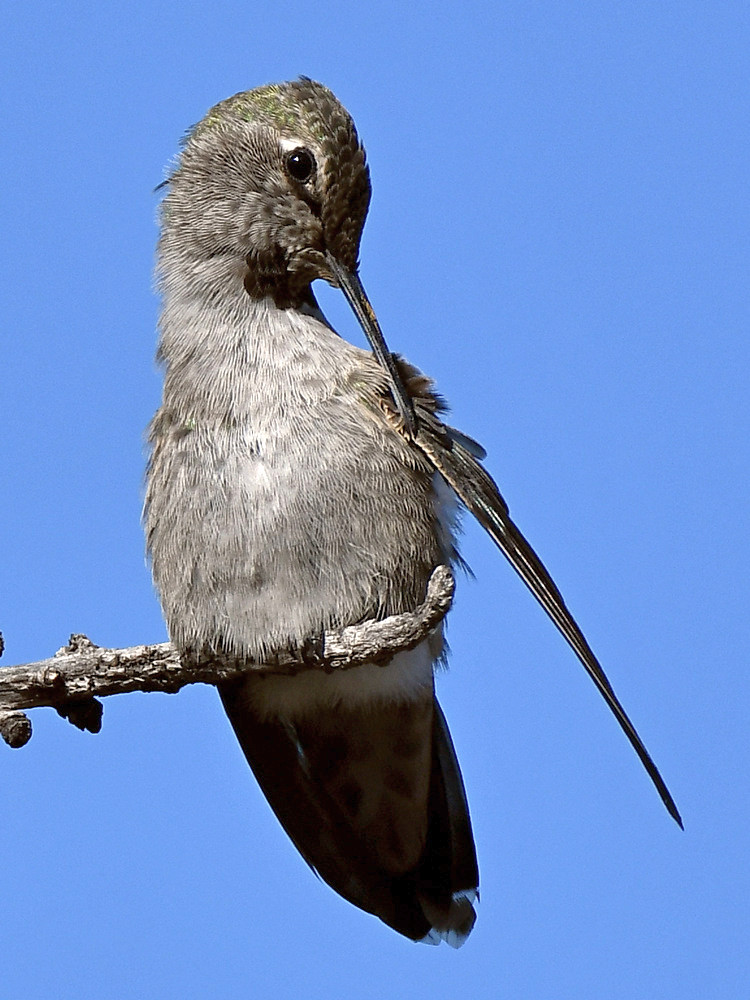 Hummer32.jpg