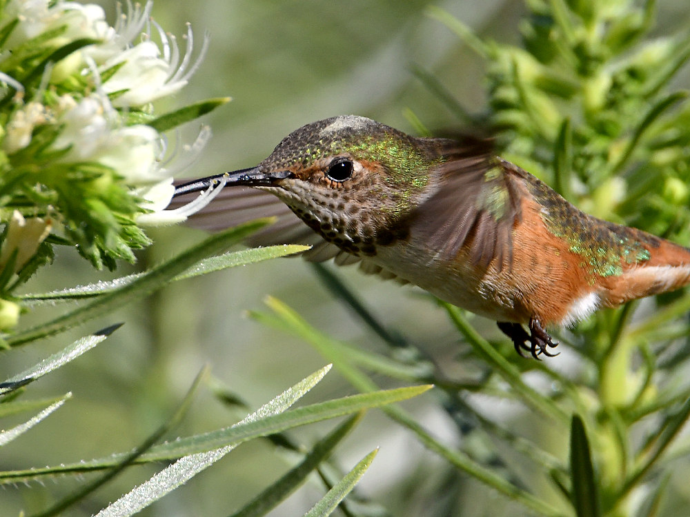 Hummer32.jpg