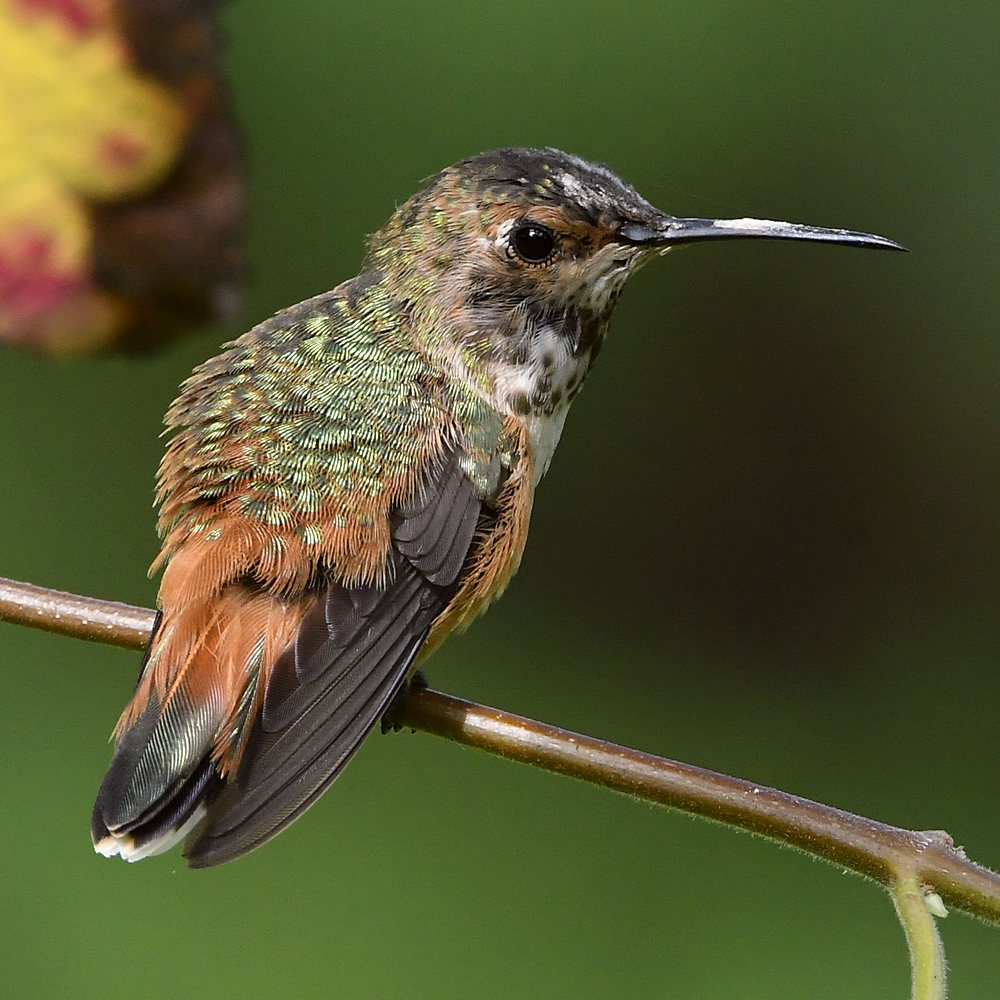 Hummer32.jpg