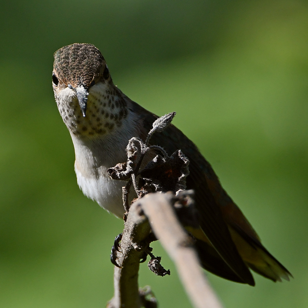 Hummer32.jpg