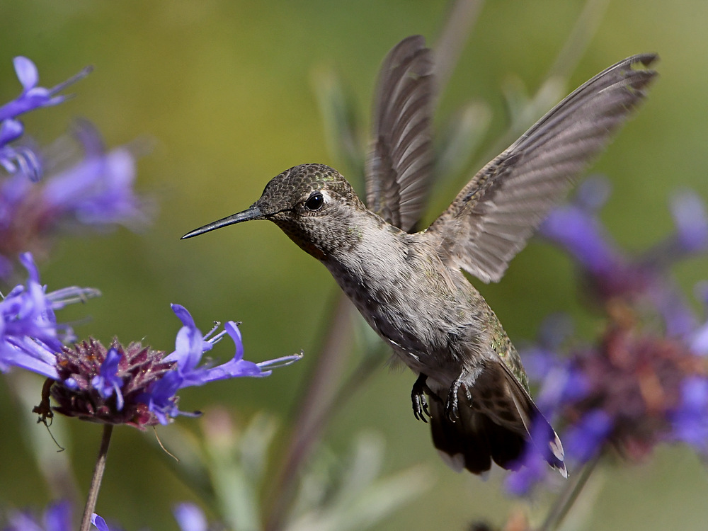 Hummer32.jpg