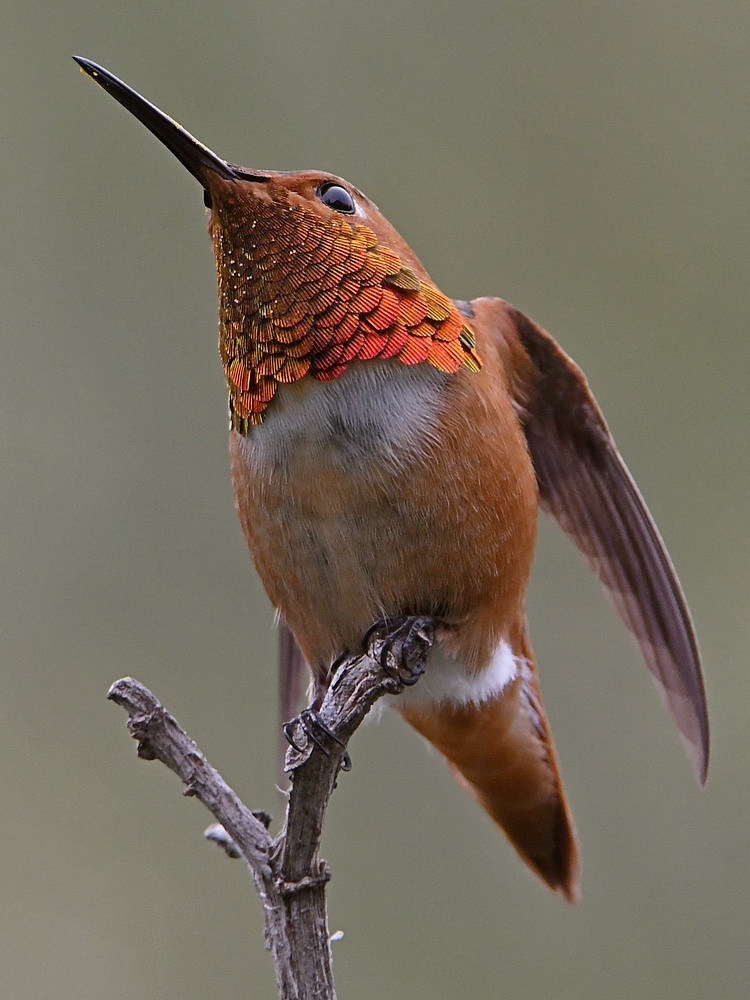 Hummer32.jpg