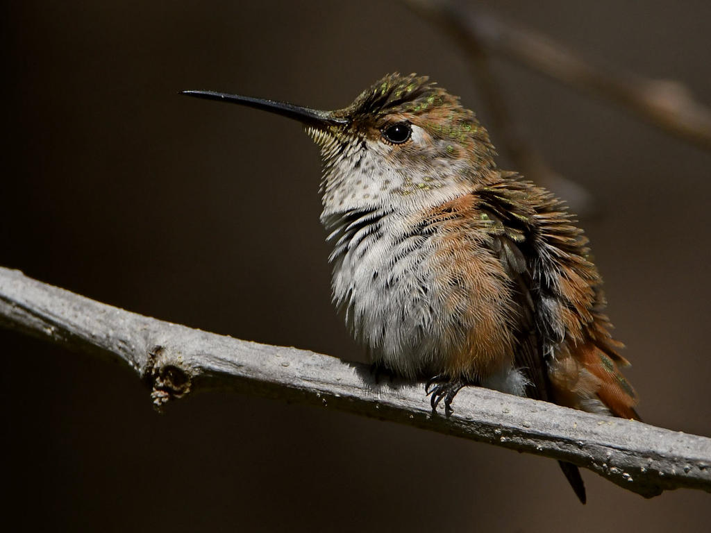 Hummer32.jpg