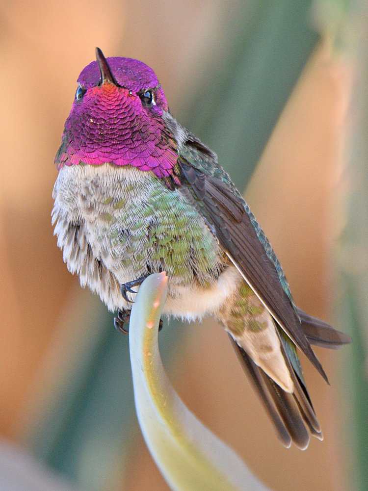 Hummer33.jpg
