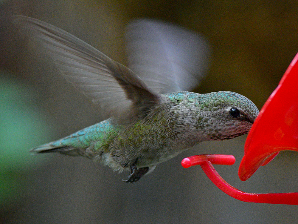 Hummer33.jpg