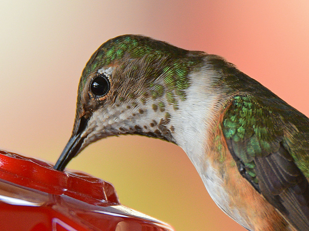 Hummer33.jpg