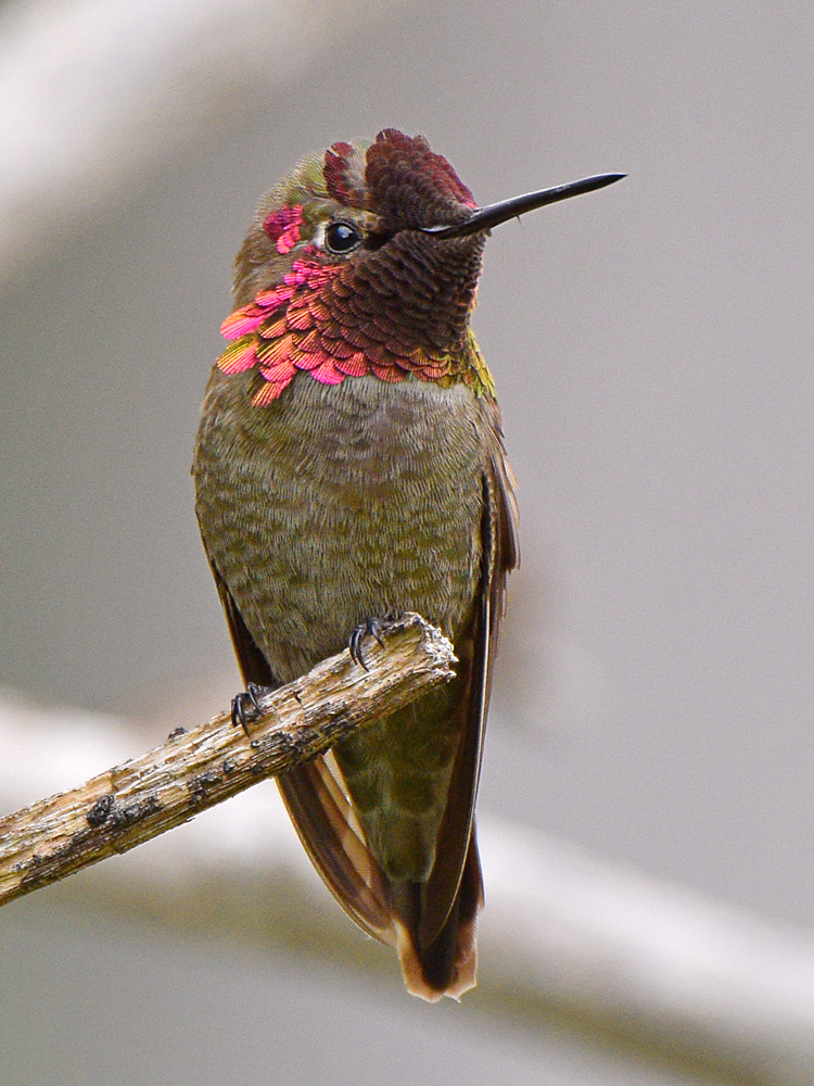 Hummer33.jpg