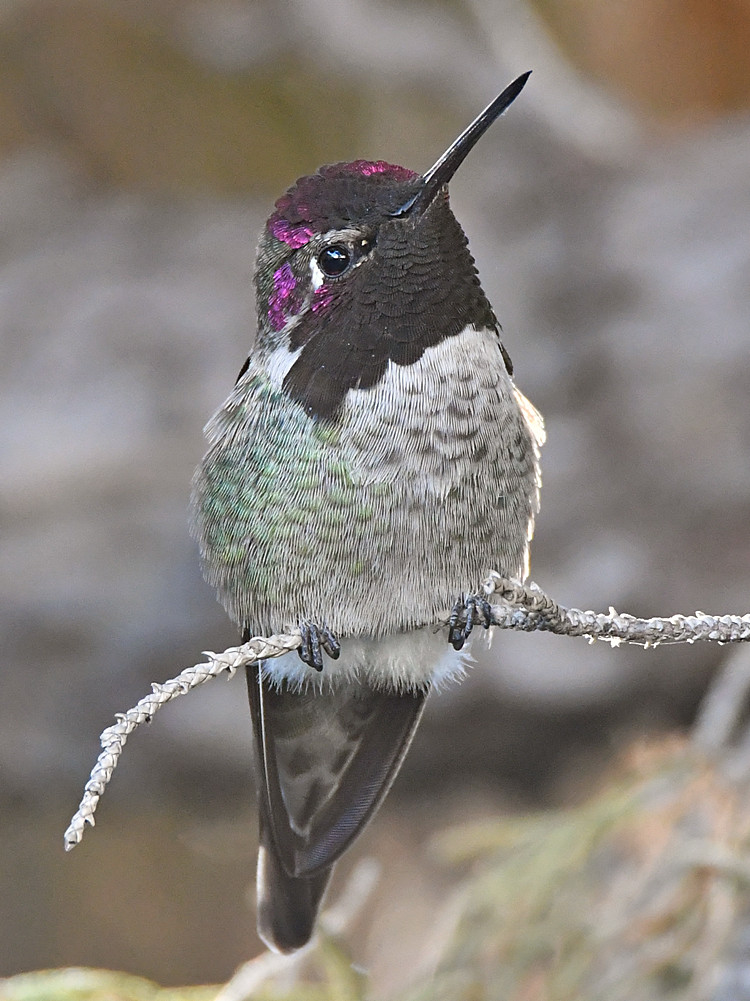 Hummer33.jpg