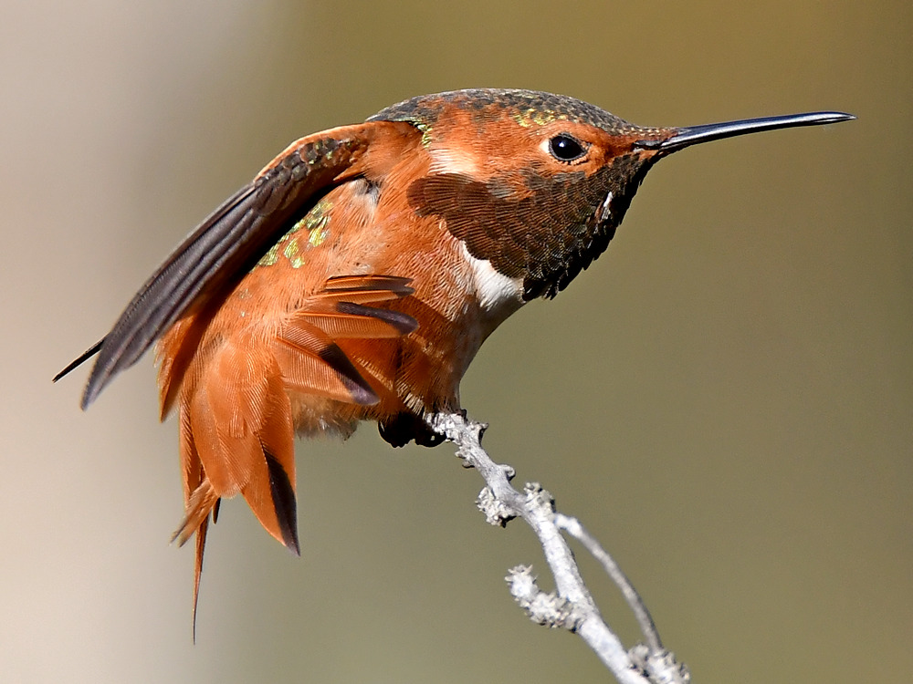 Hummer33.jpg