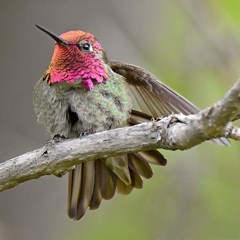 Hummer33.jpg