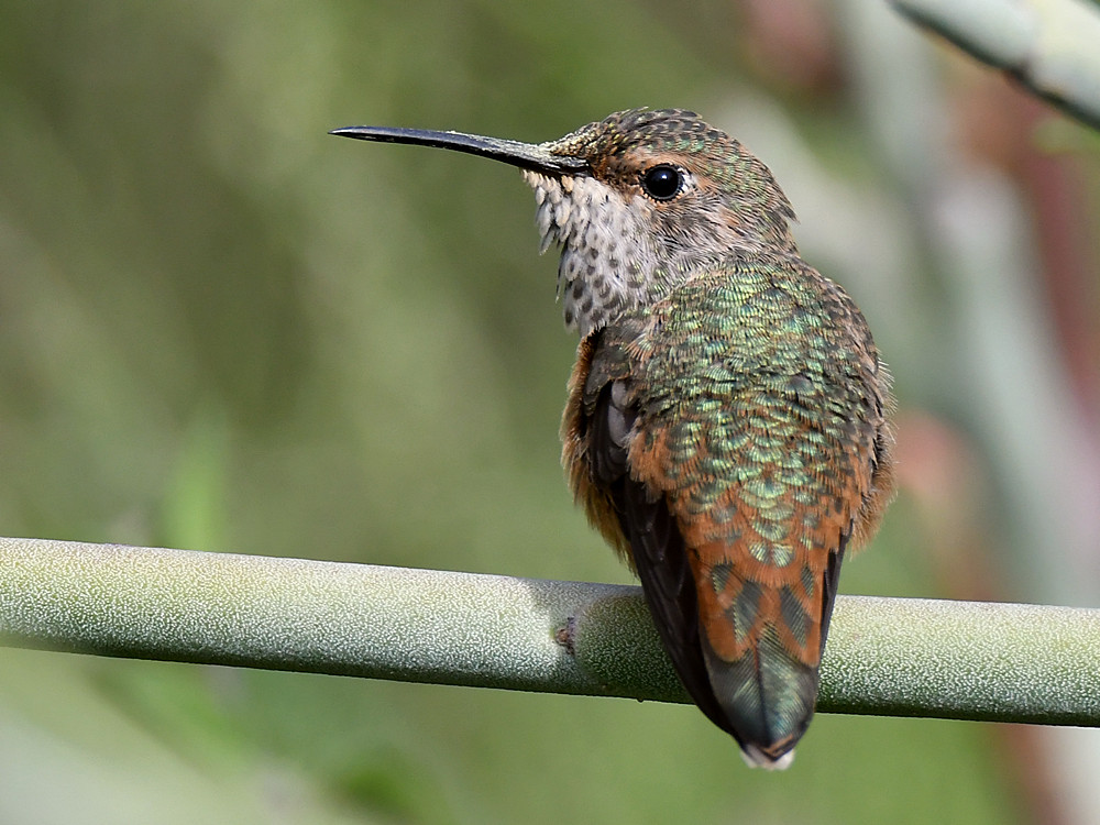 Hummer33.jpg