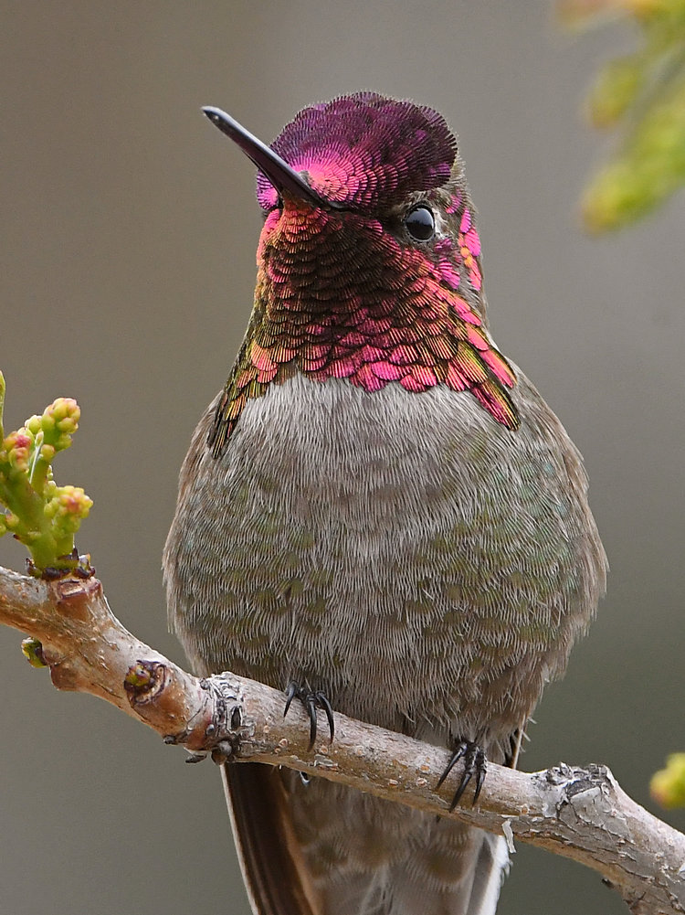 Hummer33.jpg