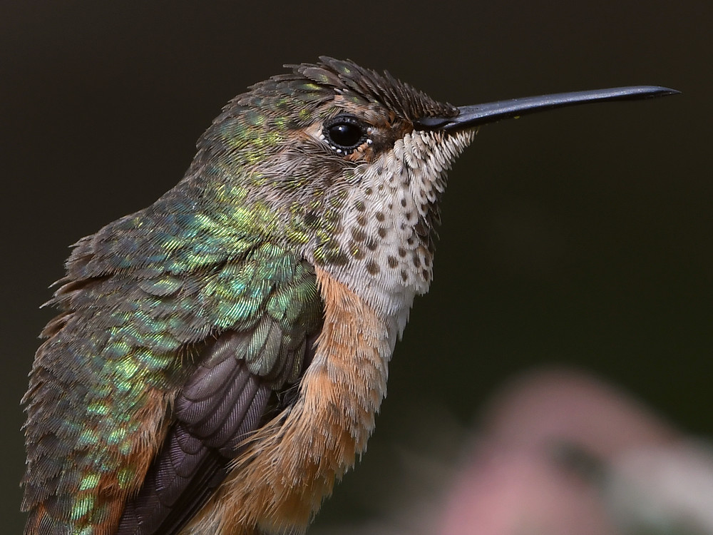 Hummer33.jpg