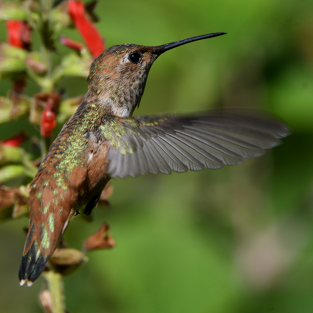 Hummer33.jpg
