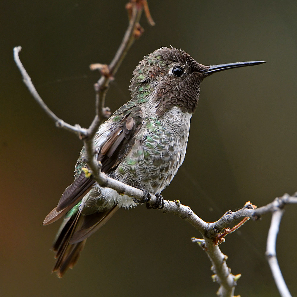 Hummer33.jpg