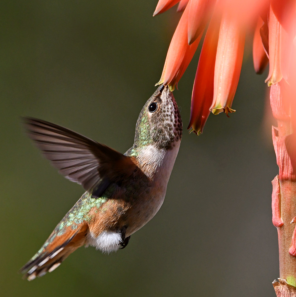 Hummer33.jpg