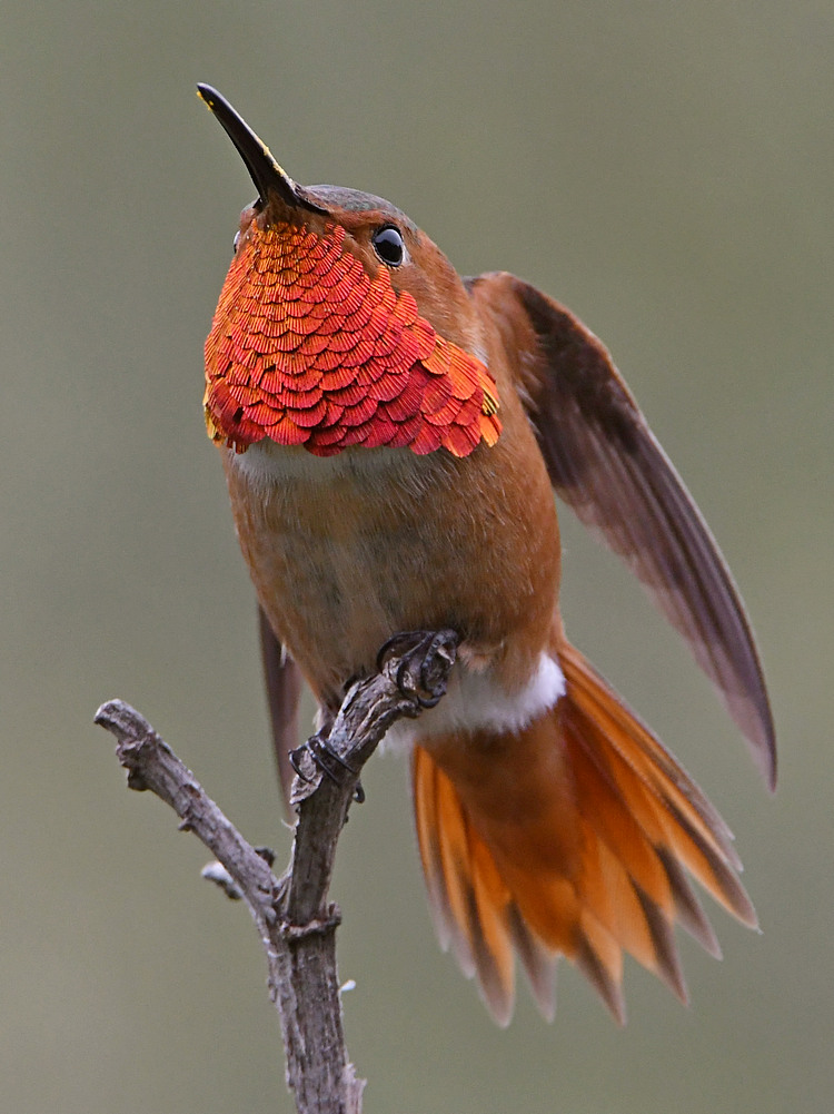 Hummer33.jpg