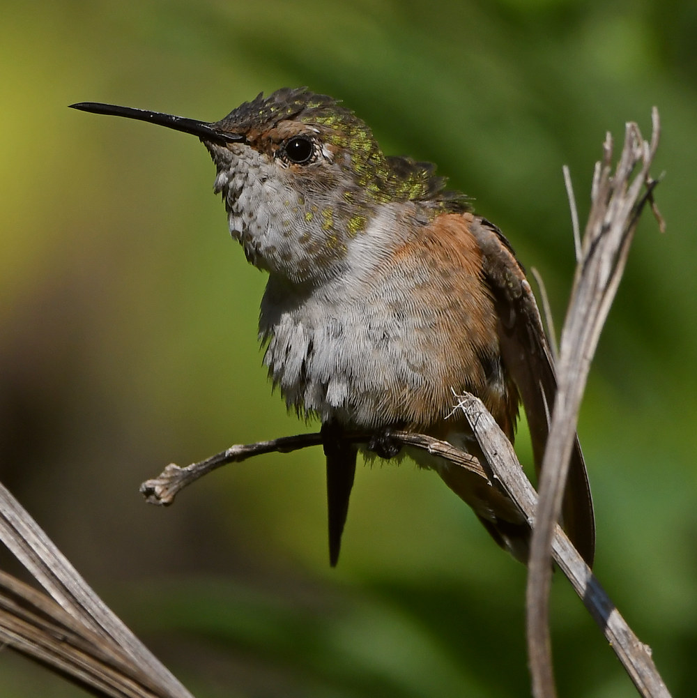 Hummer33.jpg