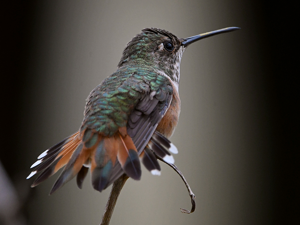 Hummer33.jpg