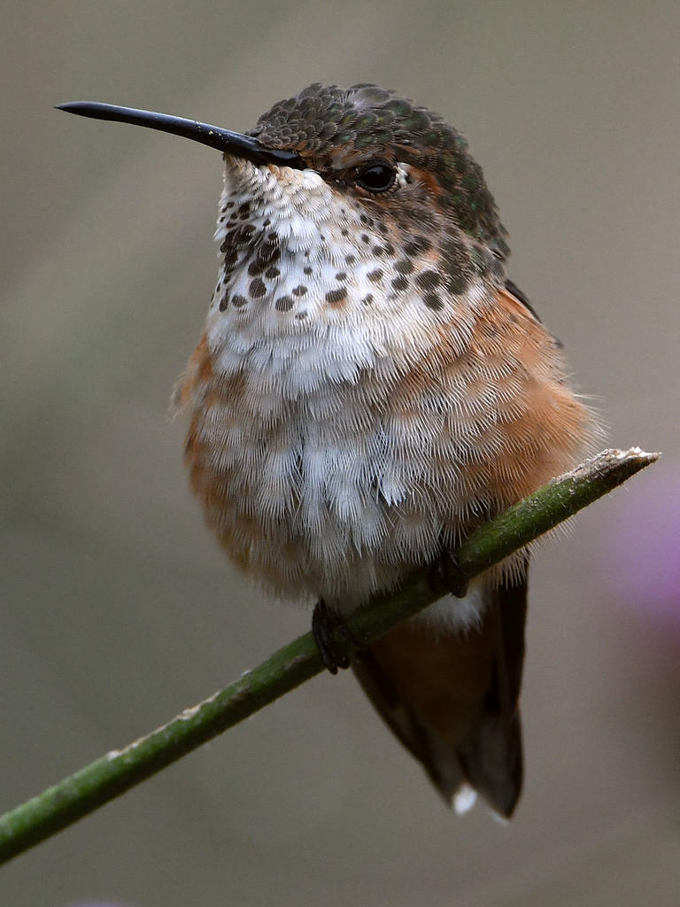 Hummer33.jpg