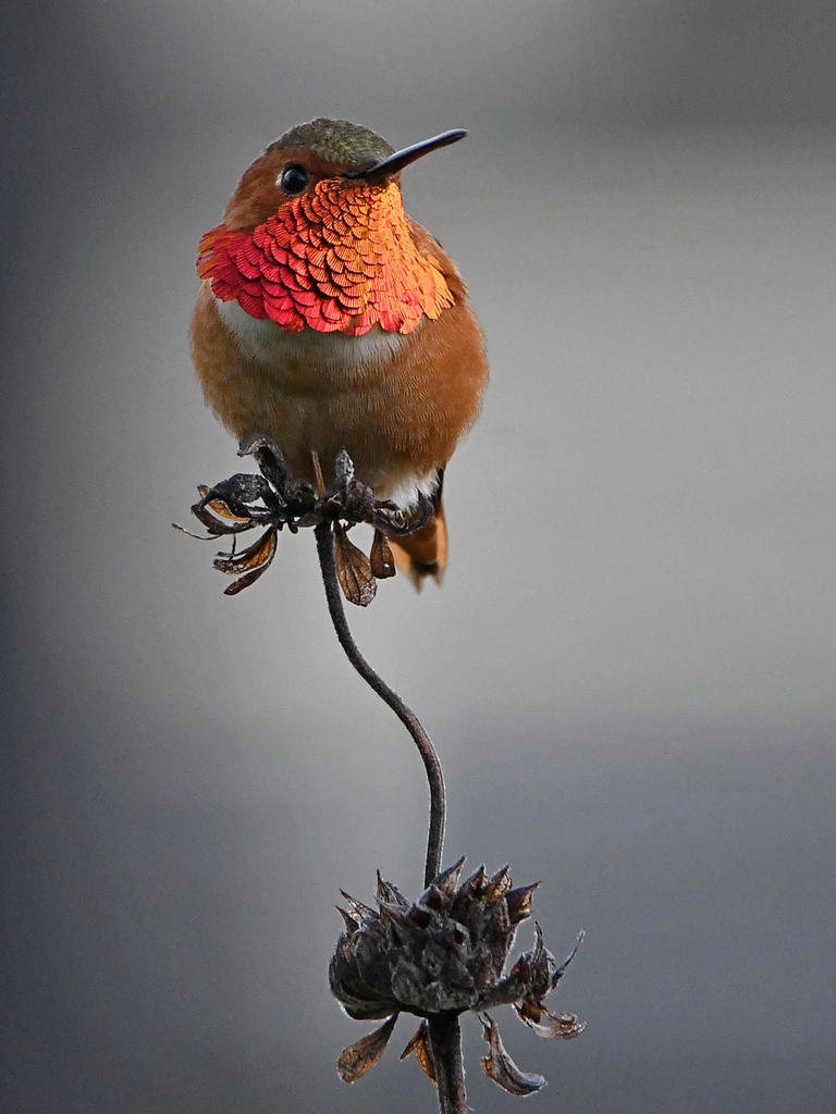 Hummer33.jpg