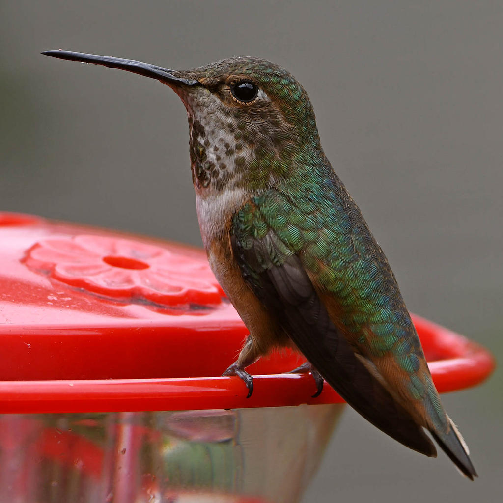 Hummer33.jpg