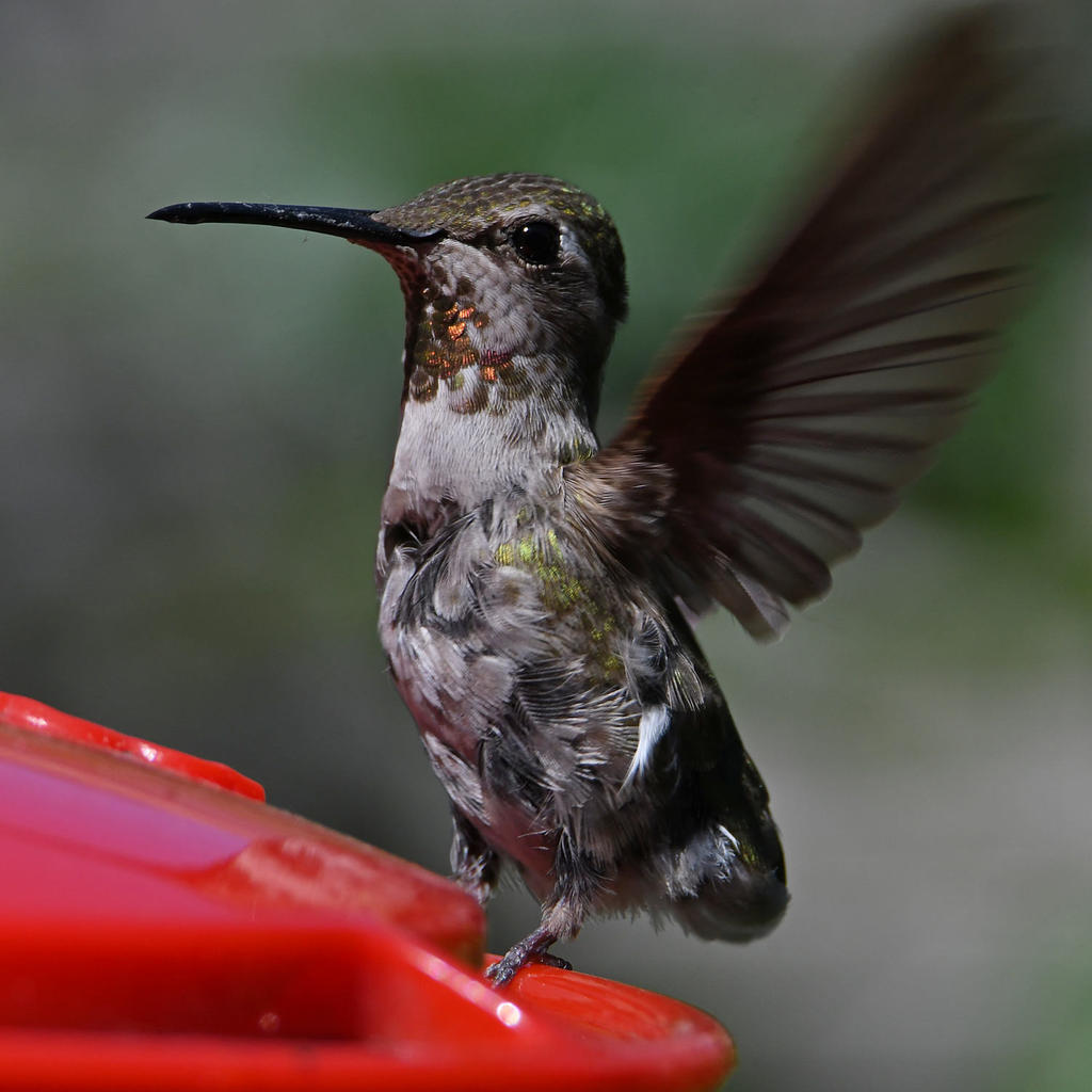 Hummer33.jpg