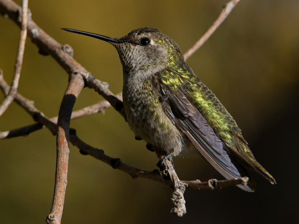 Hummer33.jpg