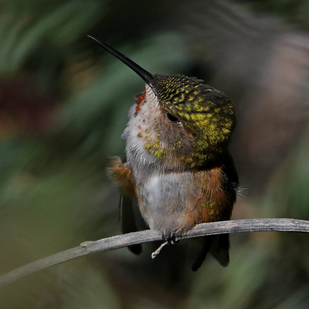 Hummer33.jpg