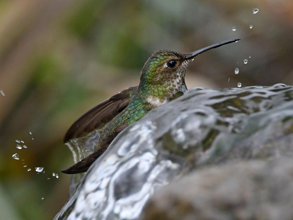 Hummer33.jpg